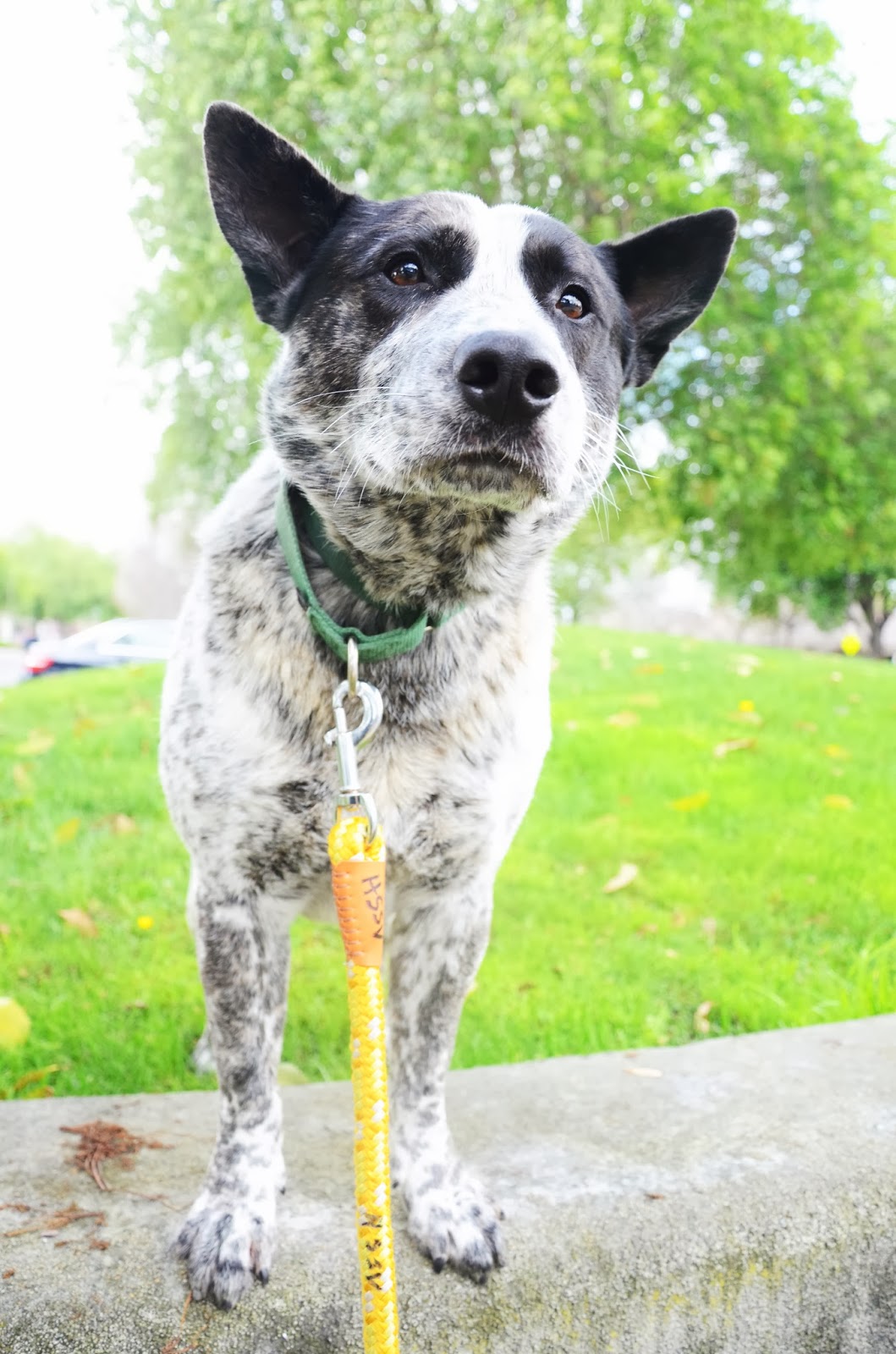 Dogs In the Bubble Bruce Almighty "Velcro Dog"