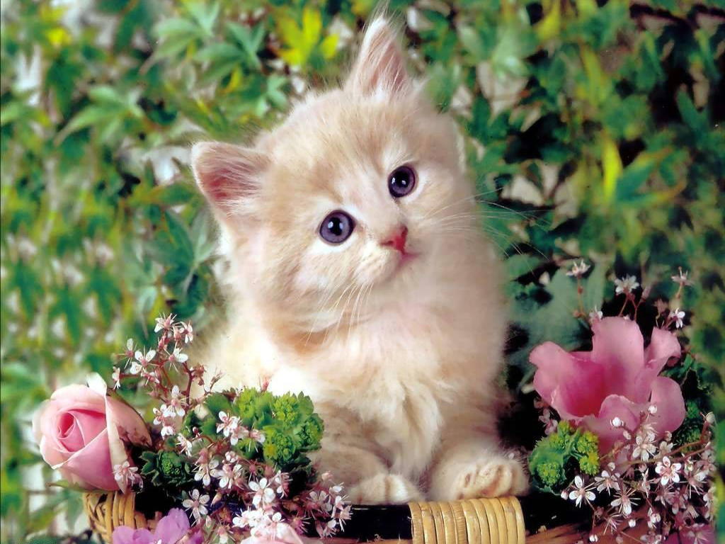 http://1.bp.blogspot.com/-jzkE3JzDR8U/T-bD-6STYtI/AAAAAAAAGSU/HSihrU6l7D8/s1600/Cat-wallpaper-26.jpg