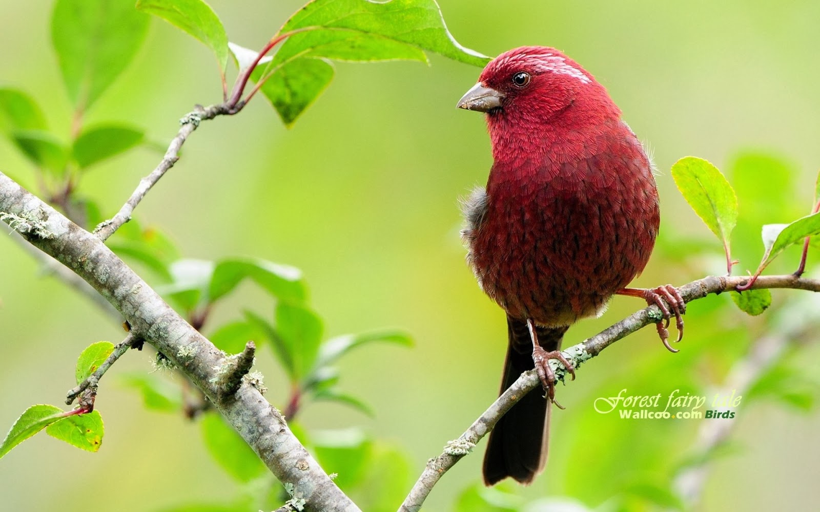 Desktop HD Wallpapers Free Downloads: Beautiful Birds on Branches