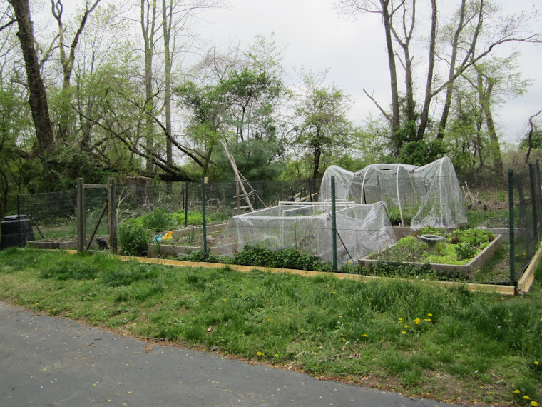 LATE APRIL GARDEN