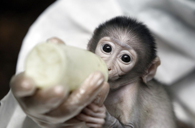 cute baby monkeys, shy baby monkey at paris zoo, crown male mangabey monkey pictures, adorable baby monkey pictures, cute baby animal pictures