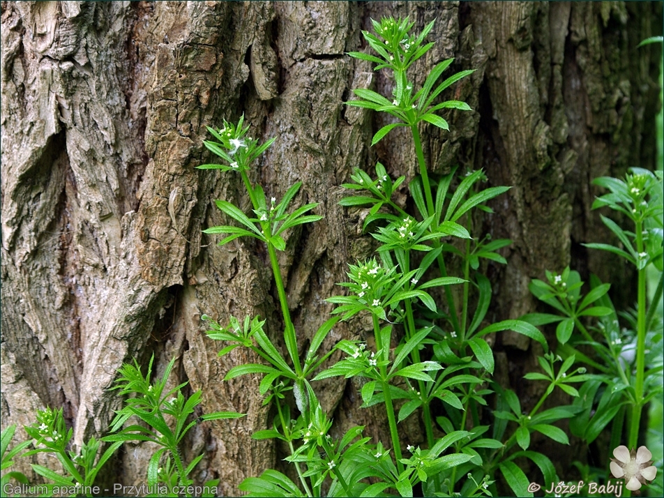 Galium aparine  - Przytulia czepna