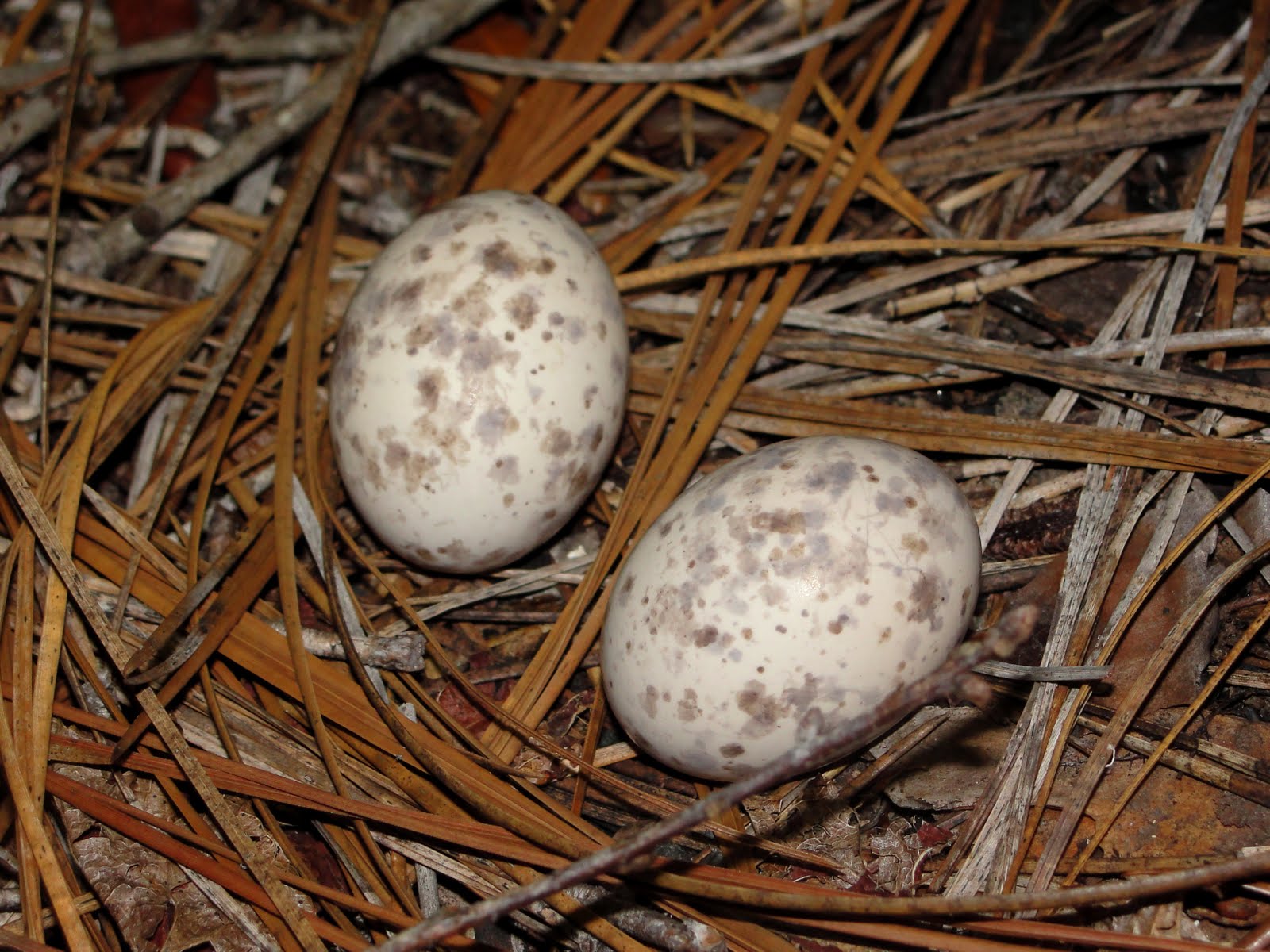 onward, westward Nesting nocturnal birds