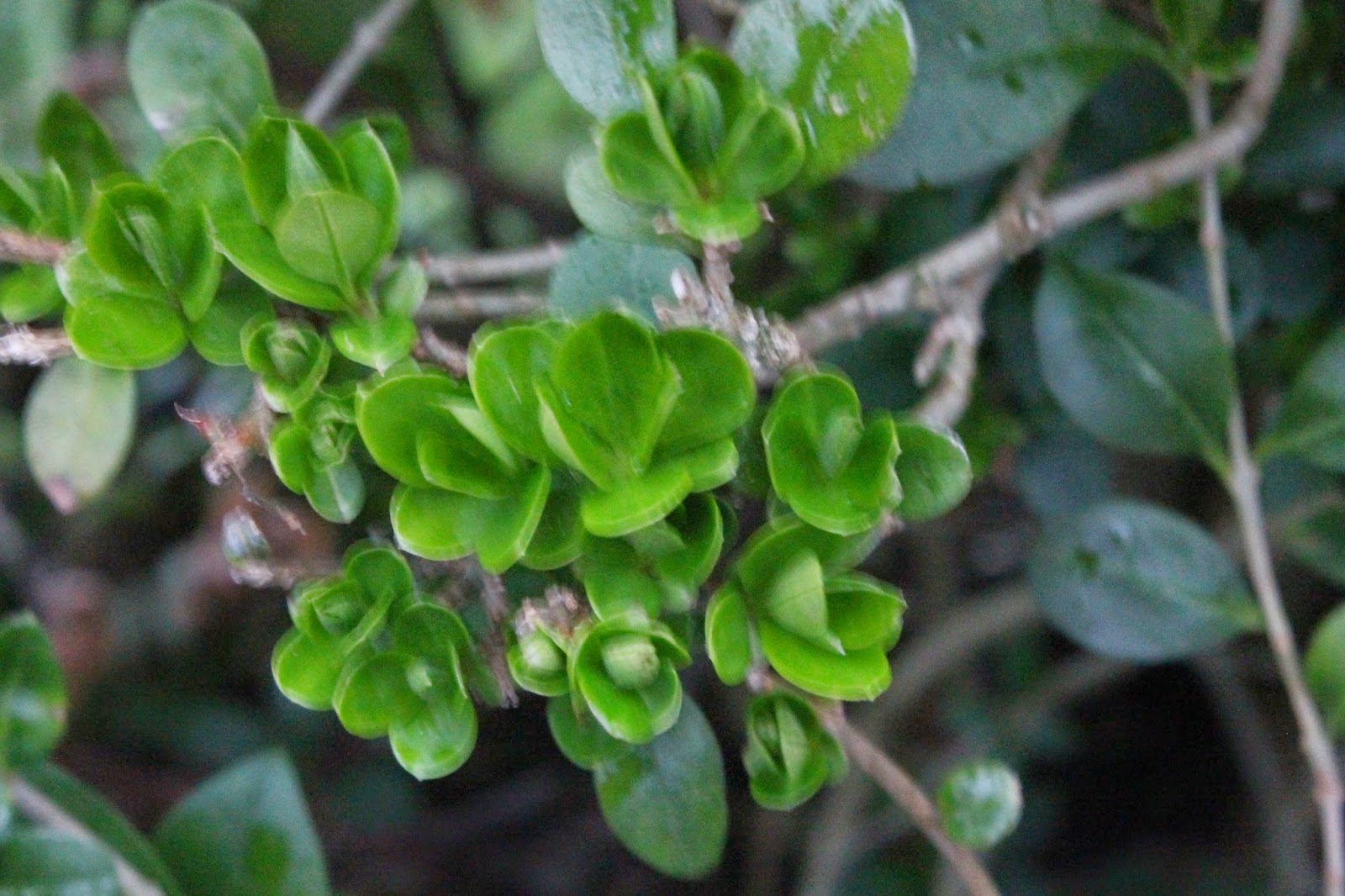 Plants Blog Ligustrum Ovalifolium Oval Leaf Privet