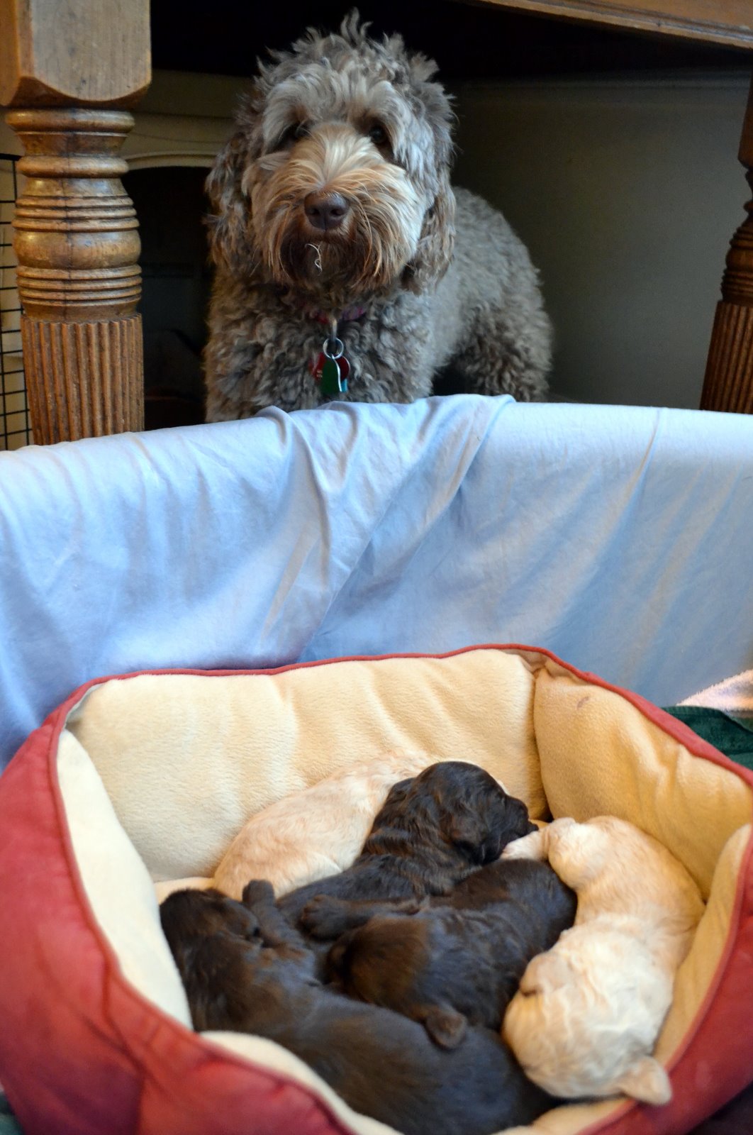 Golden Gate Labradoodles Authentic Australian Labradoodles Puppy Fat