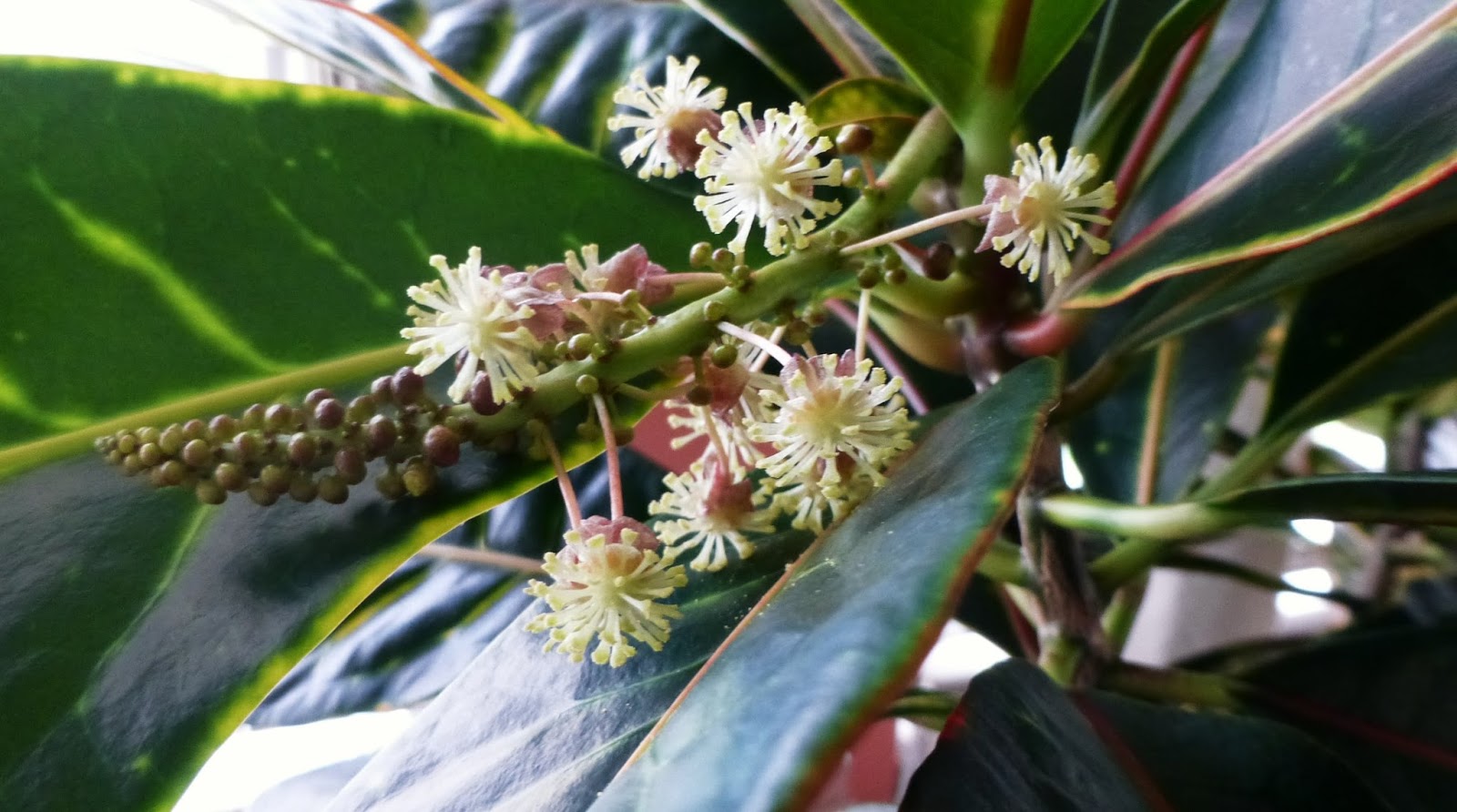 My Life in Retirement One Bloomin' Season Week Seven