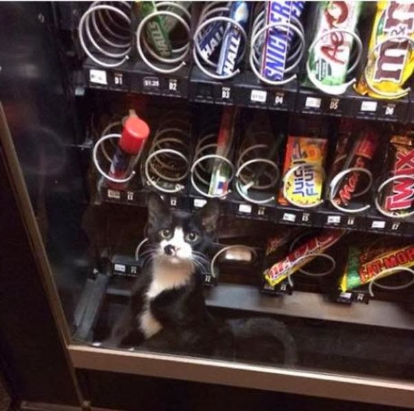 Funny cats - part 89 (40 pics + 10 gifs), cat traps inside the vending machine
