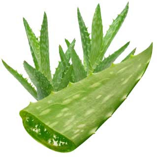 The Name Of The Plant Is Derived From The Arabic Word Alloeh Which Means A Shining Bitter Material And The Lati Aloe Vera For Face Aloe Vera Aloe Vera Gel