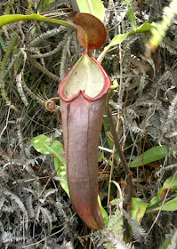 Nepenthes beccariana dari Sibolga, Sumatra
