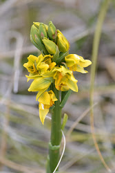 Yellow Orchid