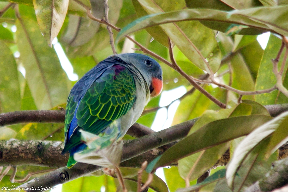 SOUTH EAST ASIA BIRDS Malaysia birds paradise Blue Rumped Parrot