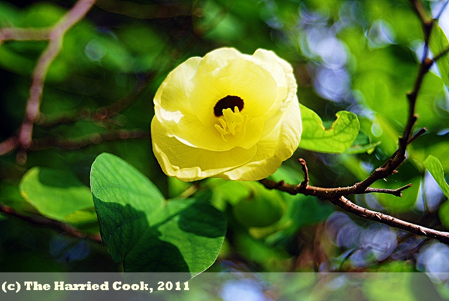 The Harried Cook Knock Knock