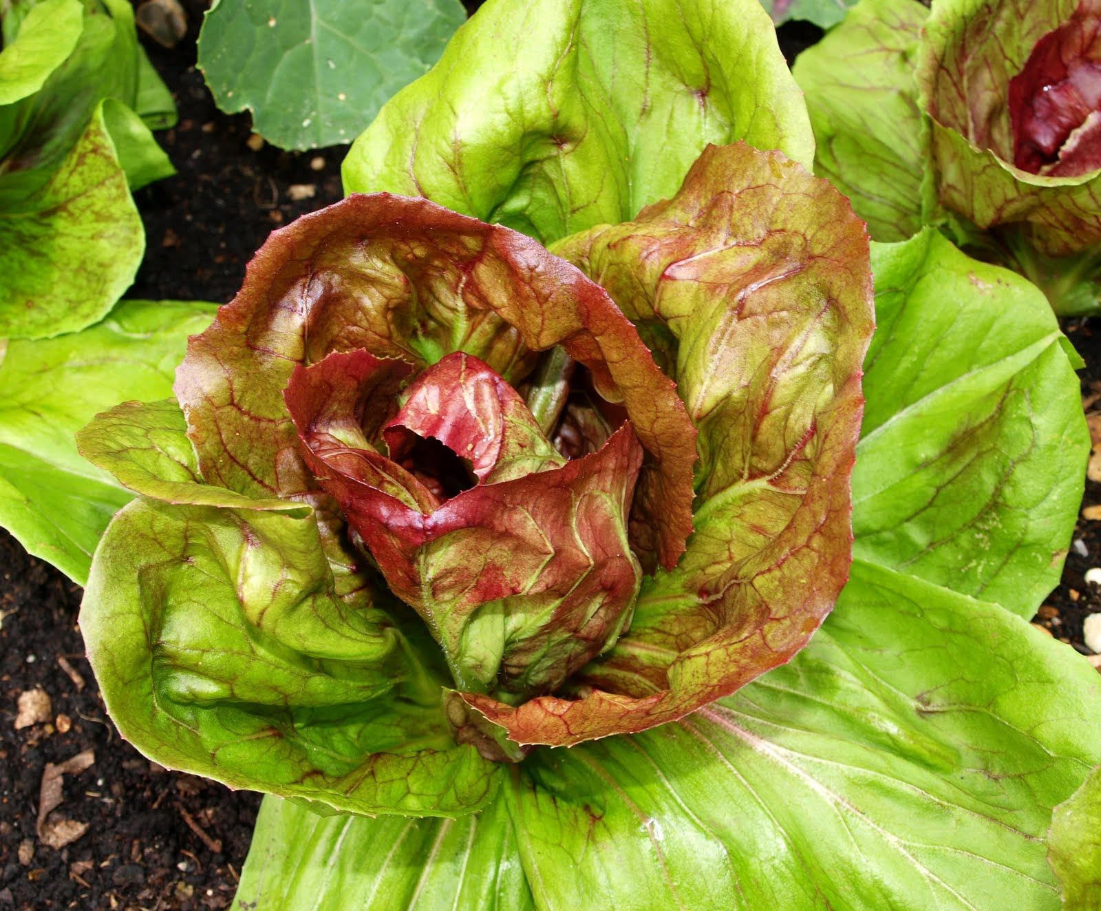 Mark�s Veg Plot Growing Radicchio