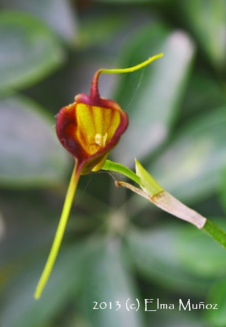 Orquidea Masdevallia echo