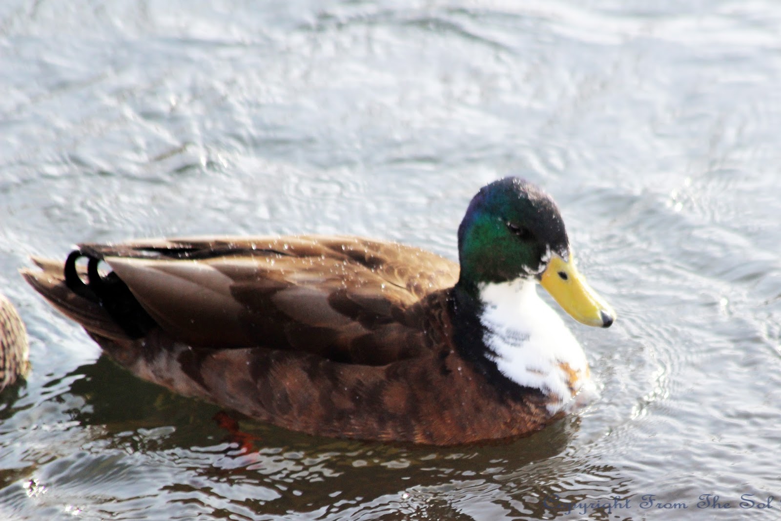 From The Sol Wild Bird Wednesday