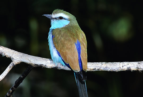 Animals World: latest videos of animal missouri state bird poster