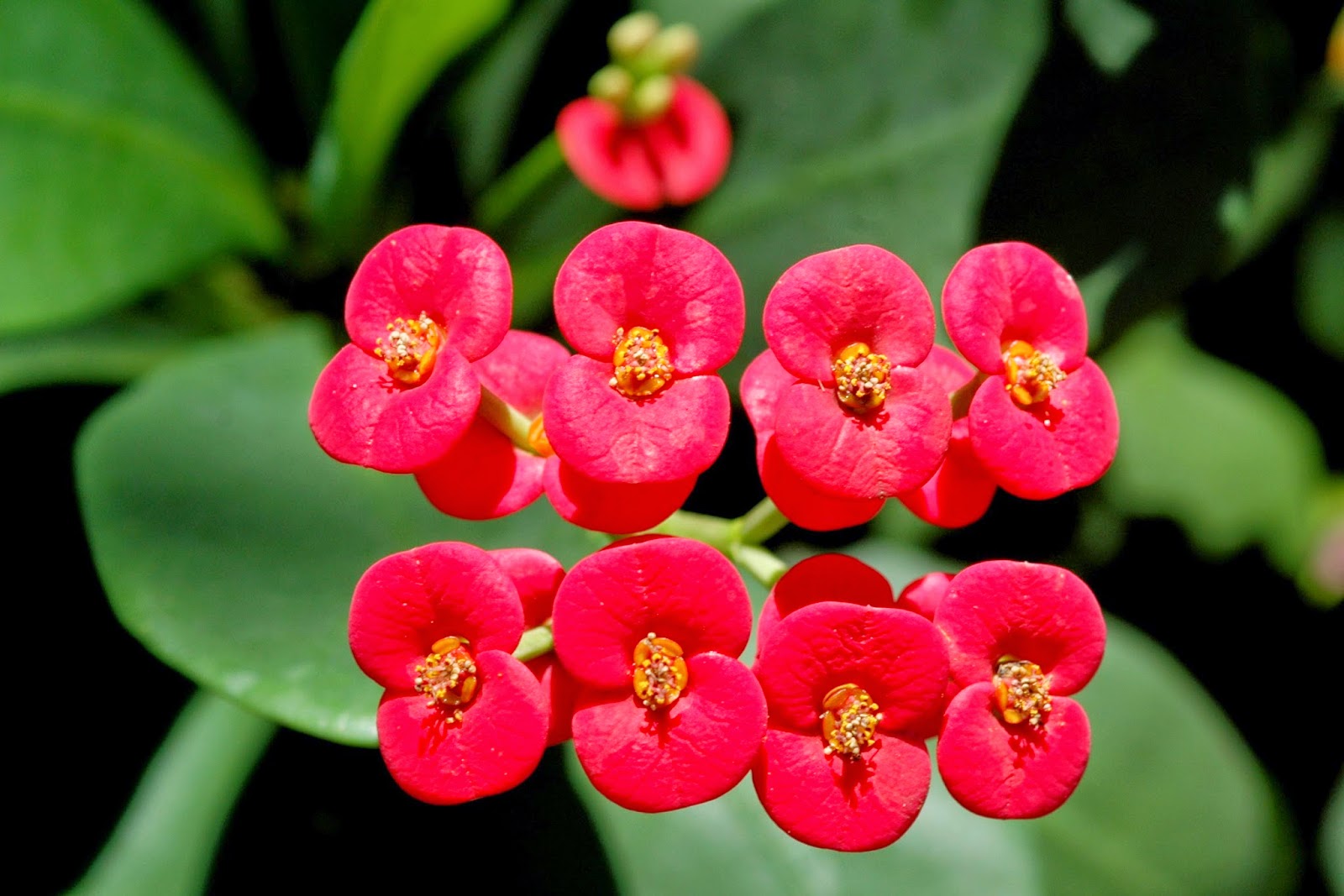 Manfaat dan Khasiat Bunga Euphorbia (Euphorbia milii Ch.des Moulins) Bunga euphorbia adalah bunga yang indah dan cantik yang memiliki banyak duri pada bagian Manfaat dan Khasiat Bunga Euphorbia (Euphorbia milii Ch.des Moulins)