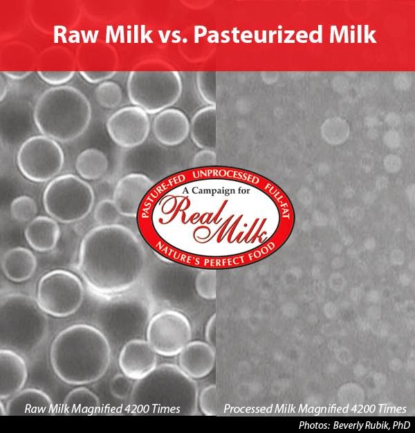 BII Clinical Trials The Dangers of Raw Milk Unpasteurized Milk Can