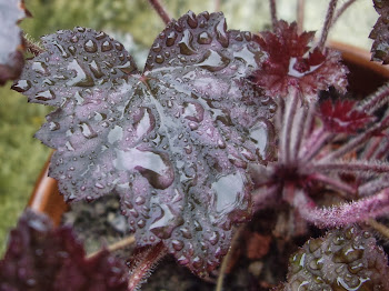 HEUCHERA FOREST VIOLET.