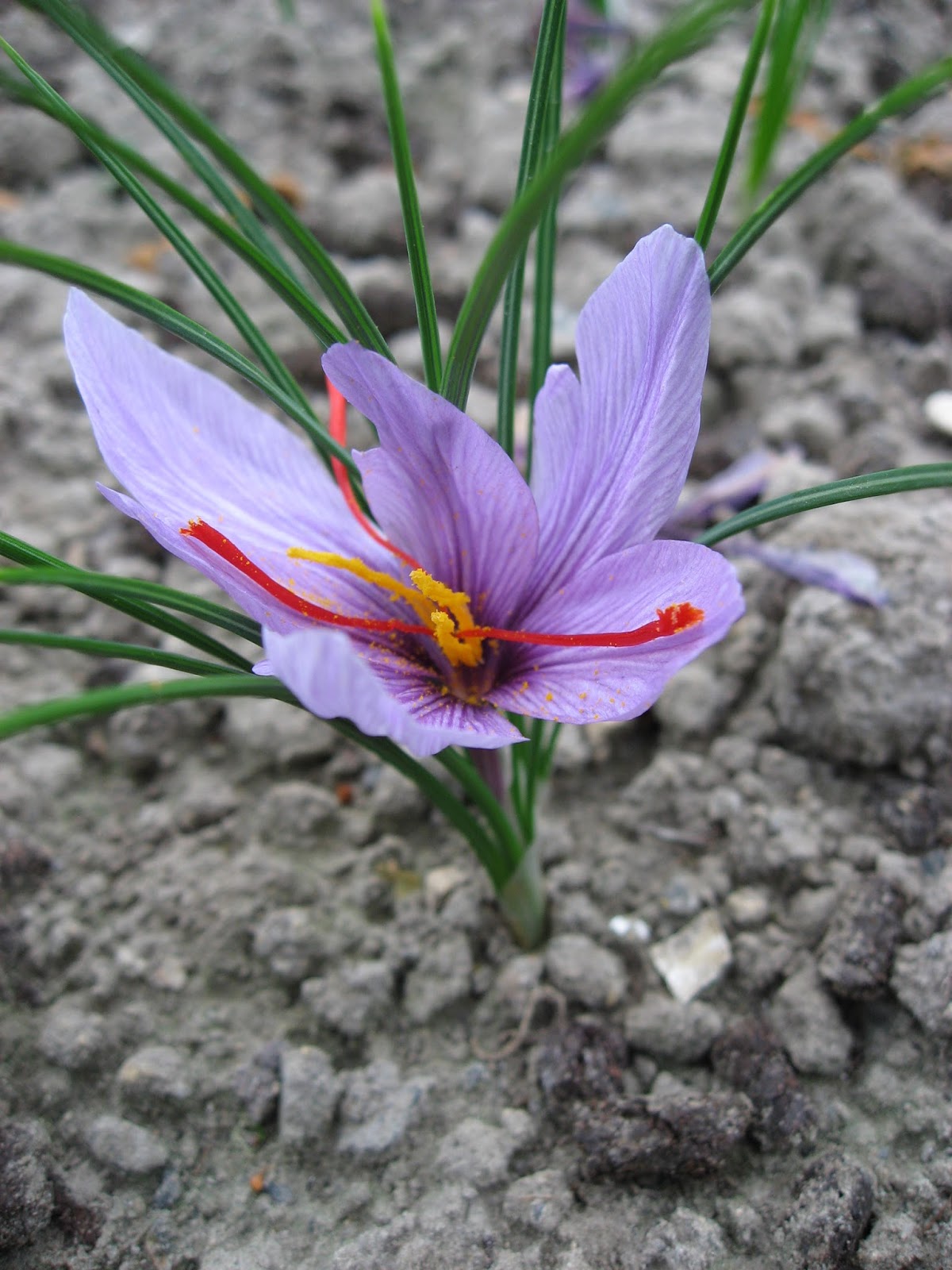 Effects of corm size and plant density on Saffron (Crocus sativus L