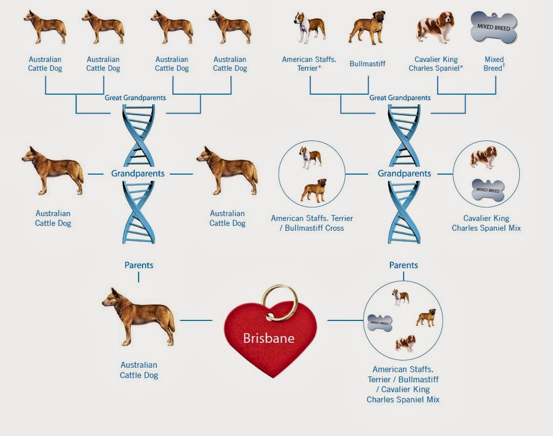 Australian Shepherd Facts - Wisdom Panel™ Dog Breeds