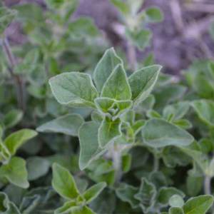 Organic Greek Oregano