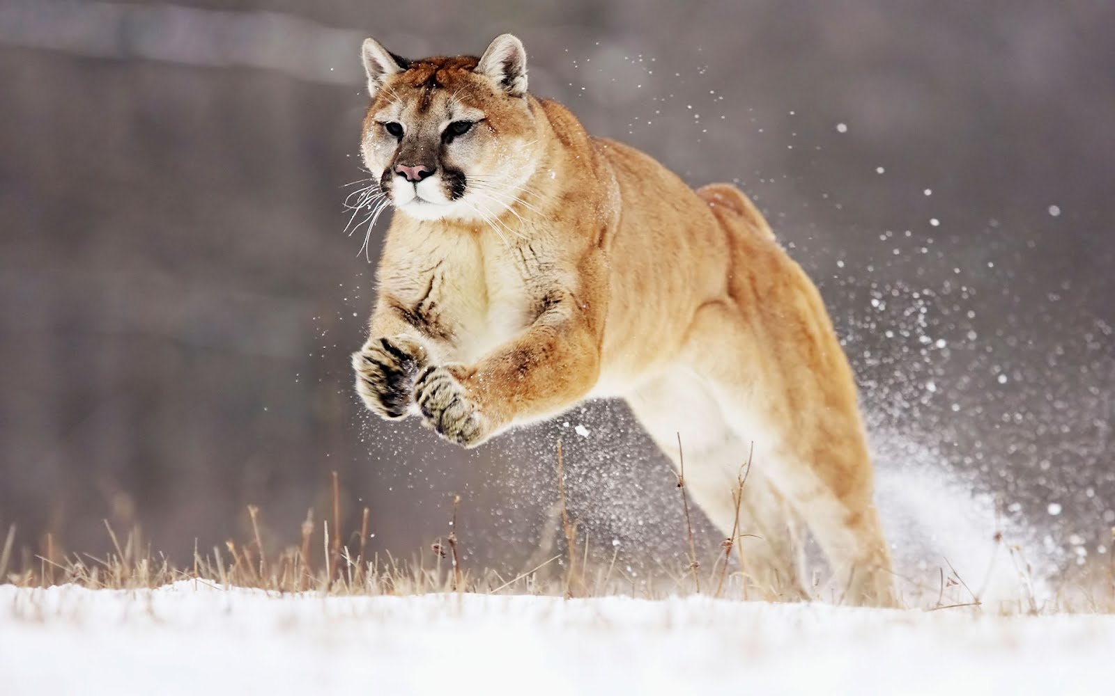 White Wolf : New Exotic animal bill is introduced in Ohio after last