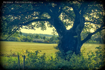 "Oak and Granary" by Heenan Photography, features a veteran Oak tree which frames fields and old buildings in the Constable Country of Flatford.