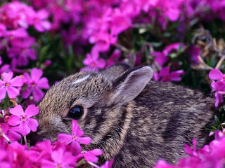 conejo escondido entre las flores lilas