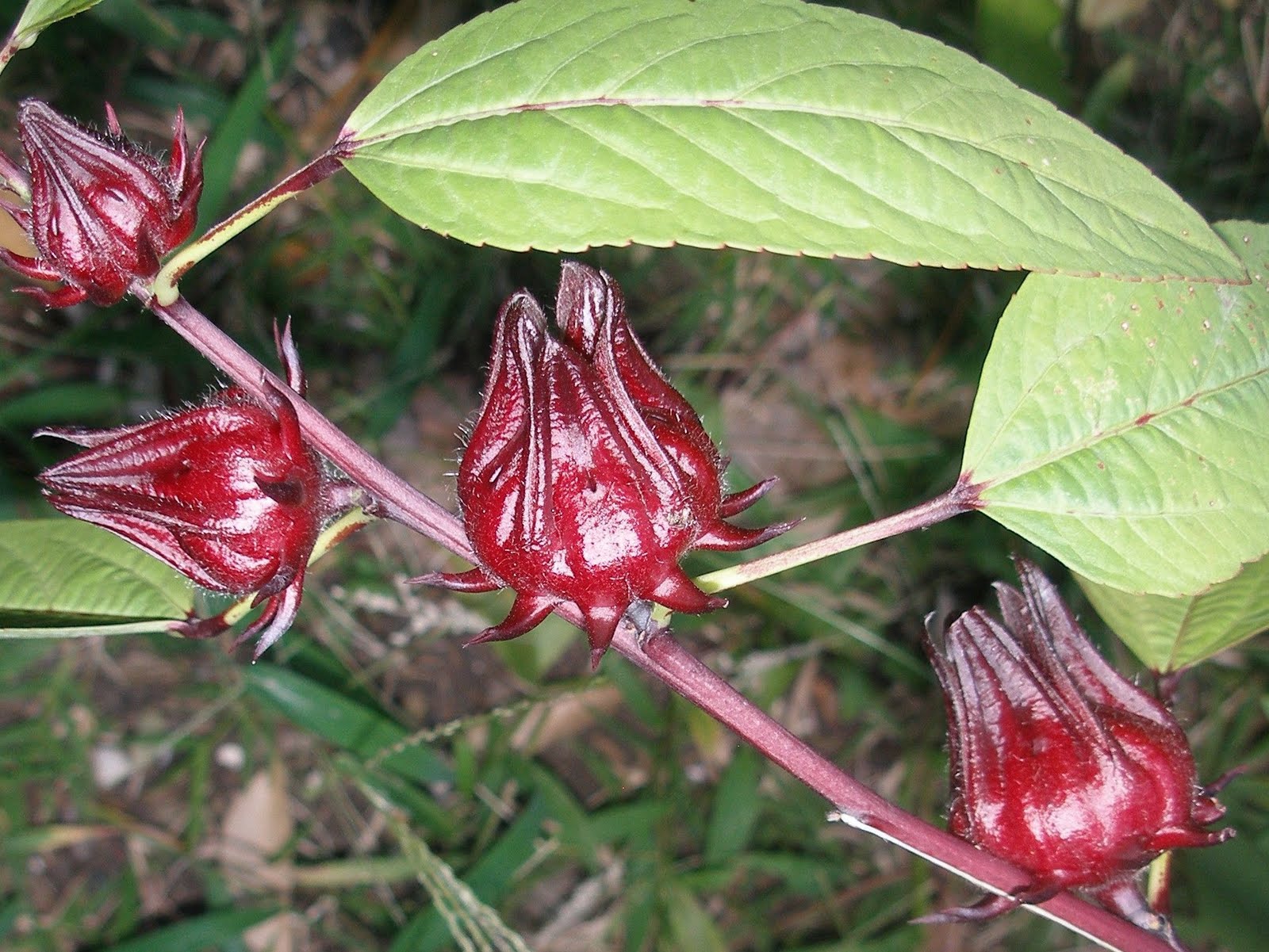 Rosa de Jamaica Hibiscus sabdariffa Agrochic Gardening Inspiration
