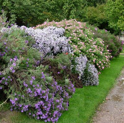 ARTE Y JARDINERÍA : Plantar un seto campestre: 4 etapas para tener éxito
