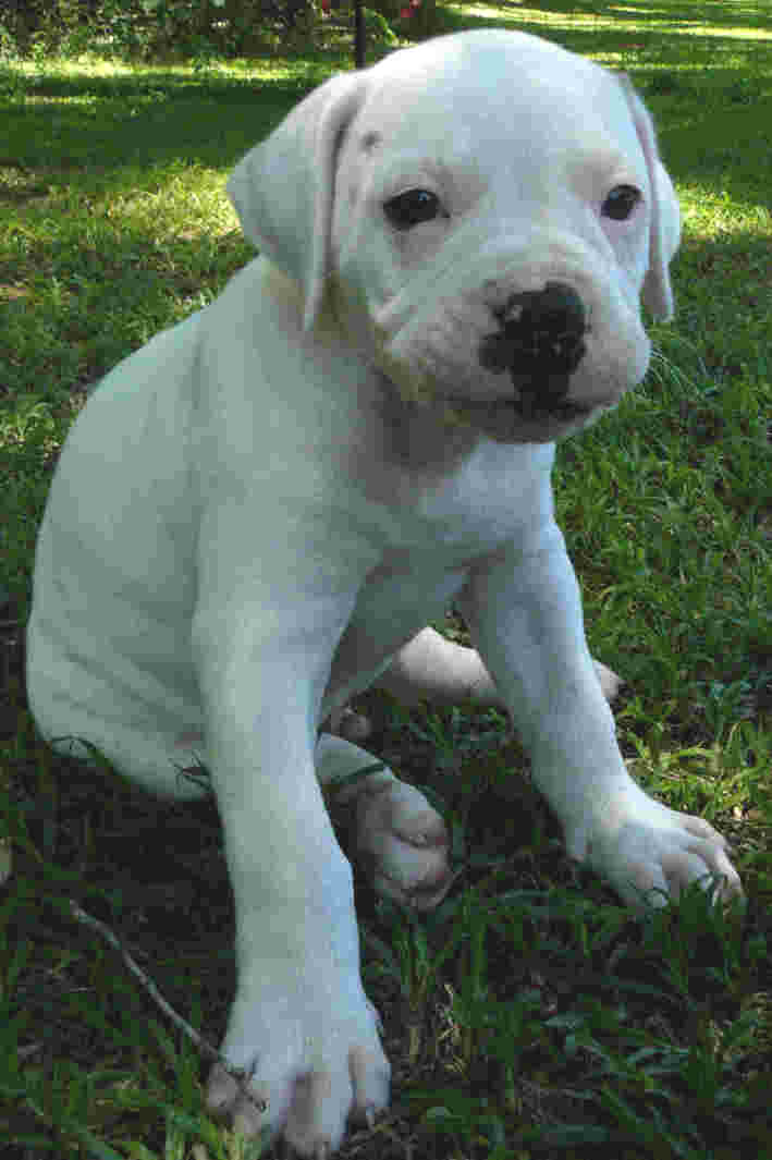 American Bull Dog