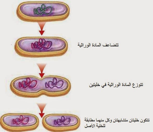 من انواع التكاثر اللاجنسي في الميكروبات ينقسم