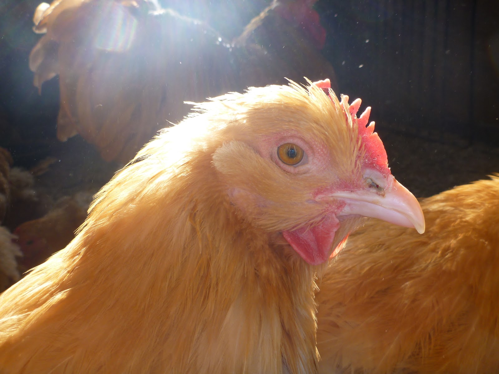 Nature in Ontario’s Banana Belt: Dramatic Chicken Portraits