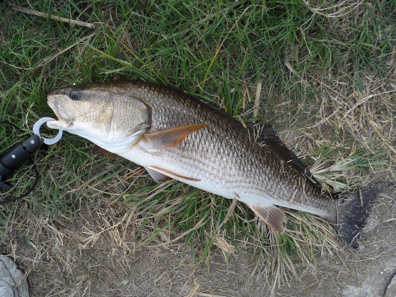 Mosquito Lagoon & Indian River Fishing Gold Spoons For Redfish