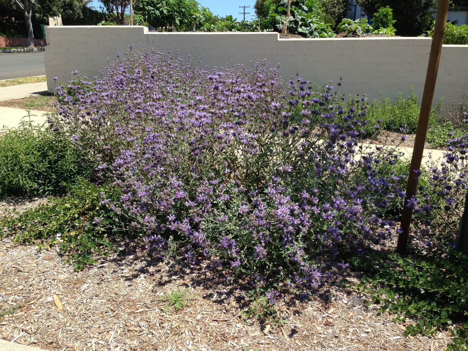 California Native Plants...San Diego Style!! Salvia strip what a cutie!