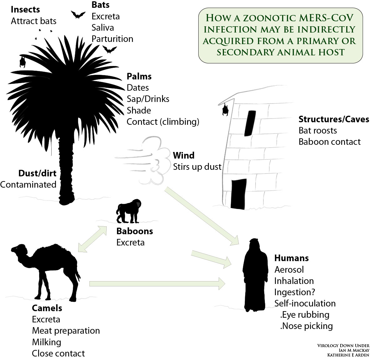 VDU's blog: More MERS molecular masterfulness: Egyptian camels contain lots of anti ...
