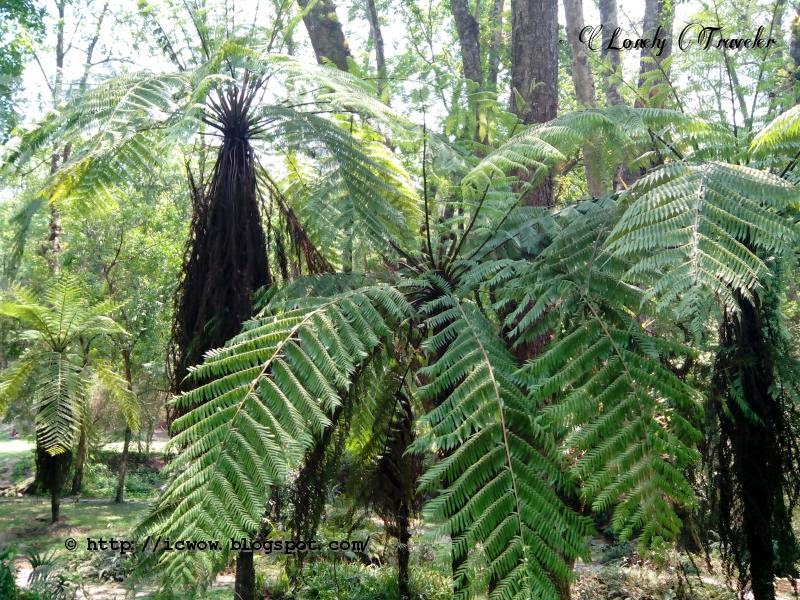 Godawari Botanical Garden Nepal Lonely Traveler