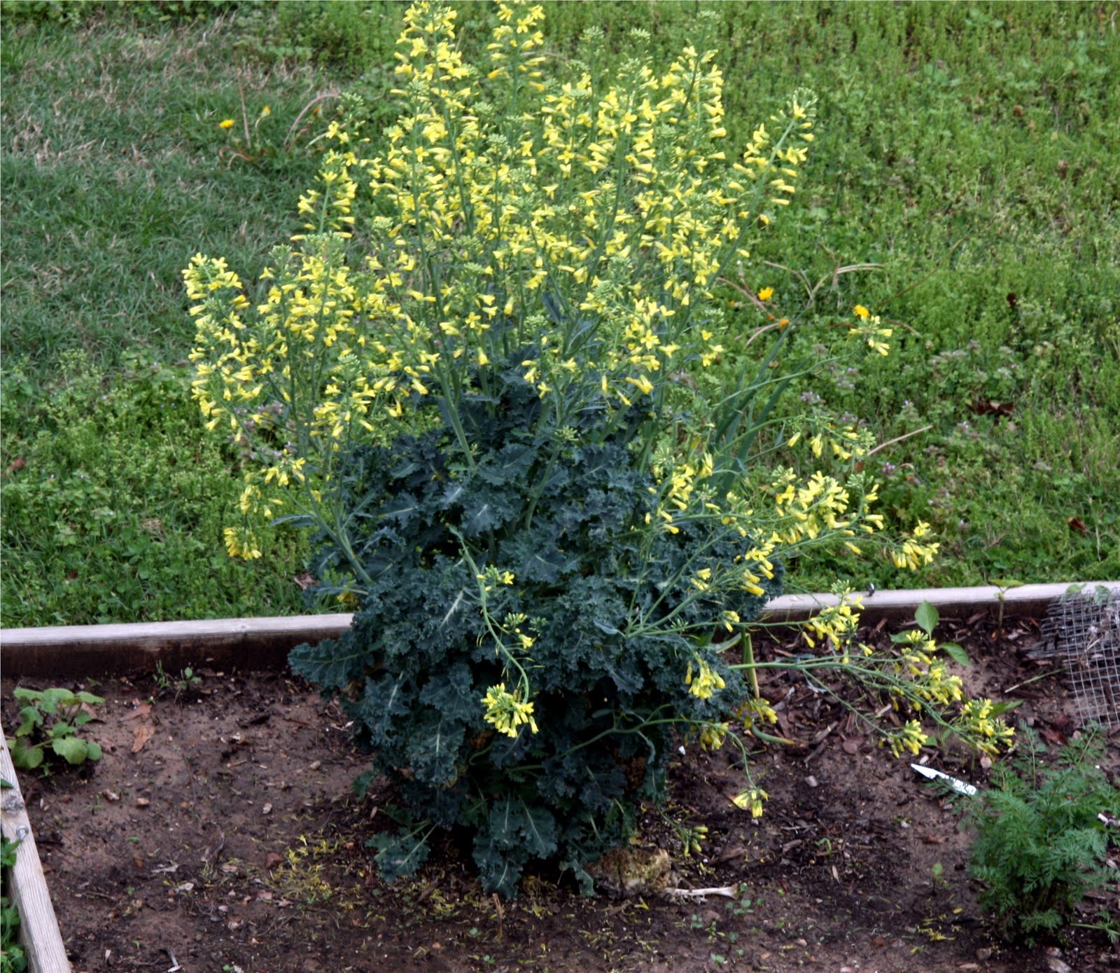 Kale seedlings falling over educationinriko