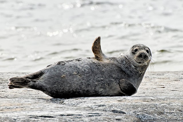 Foca