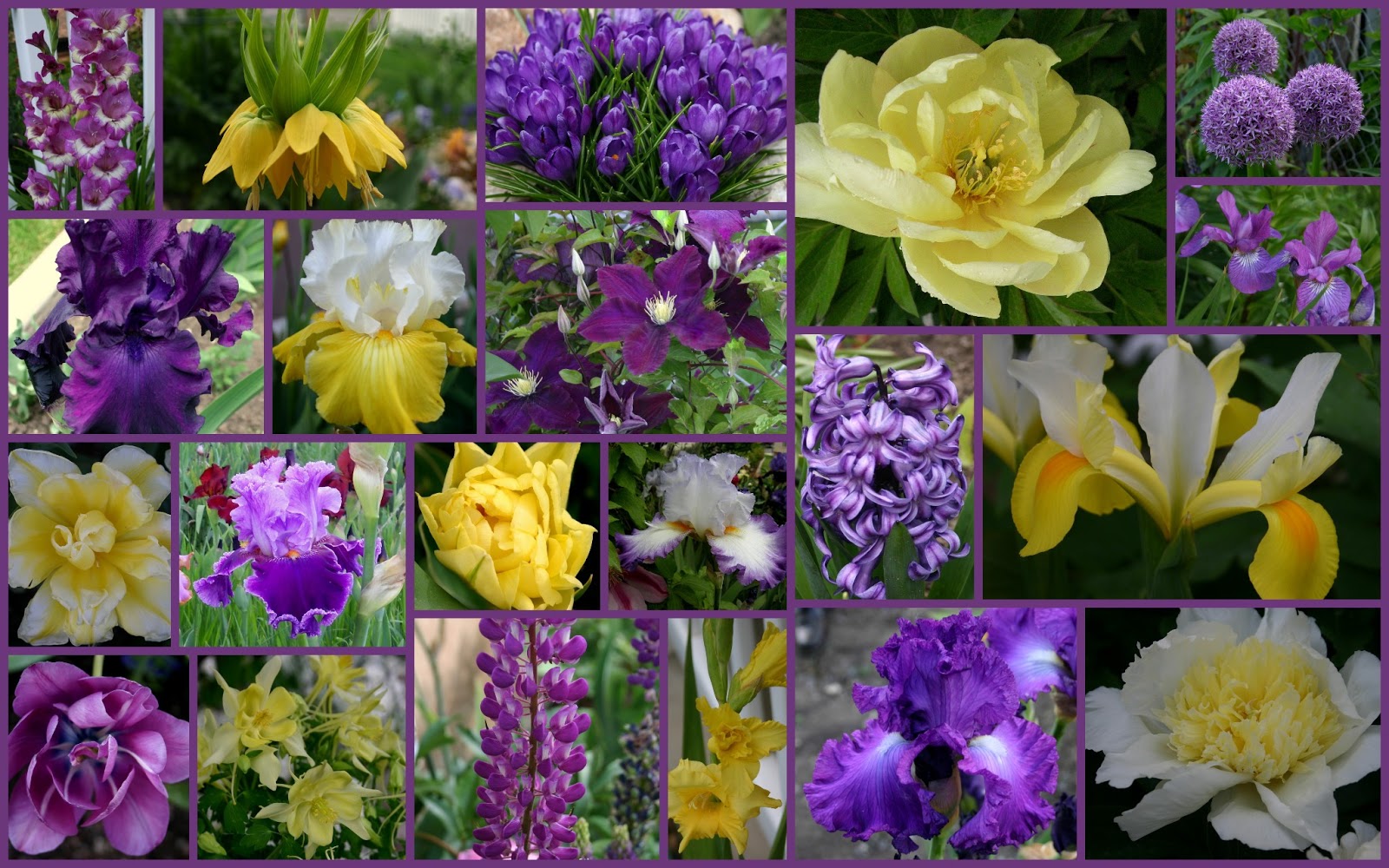 TALL BEARDED IRIS AND COMPANION PLANTS Sowing the Seeds