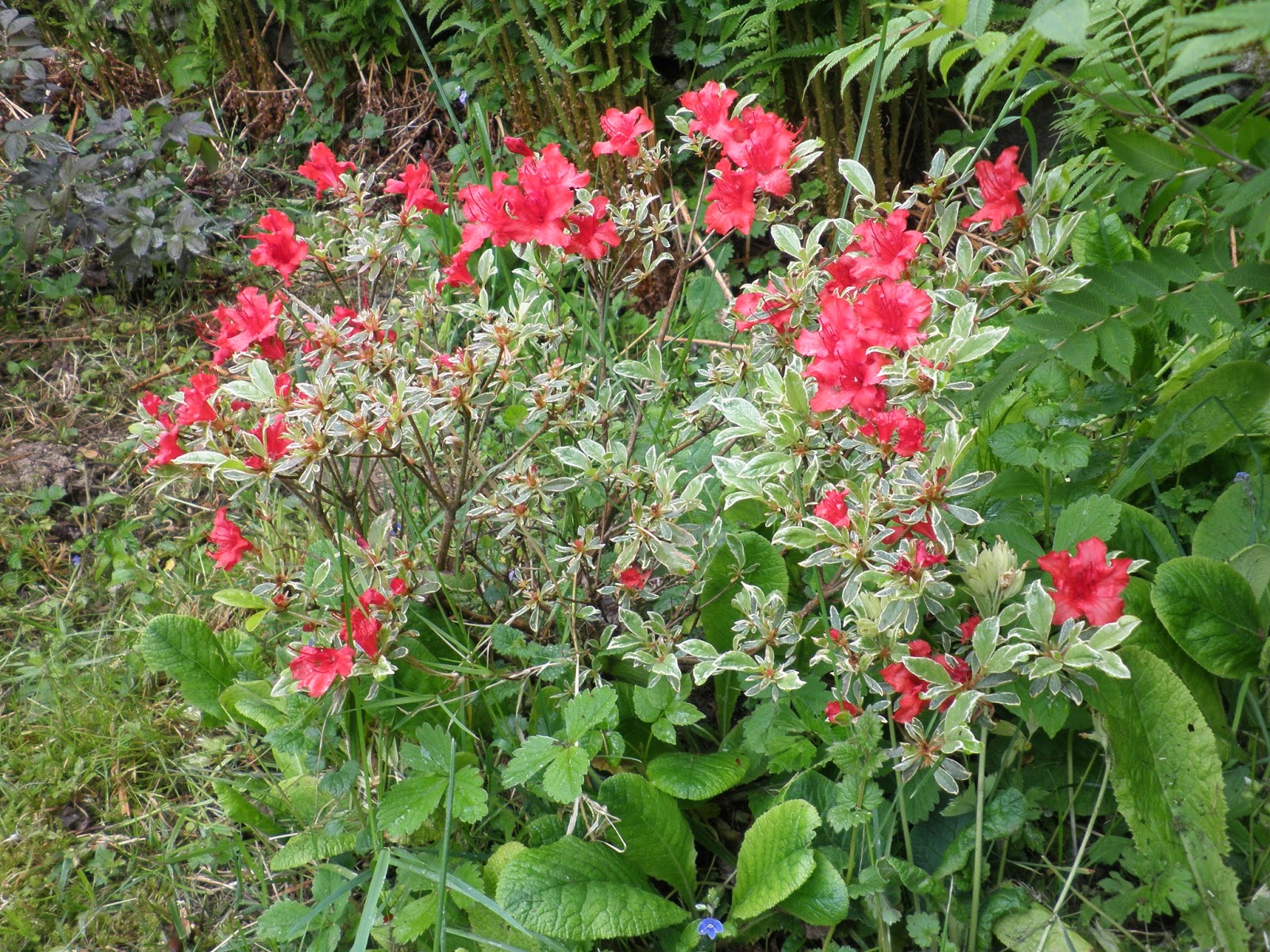 Roses Du Jardin Cheneland