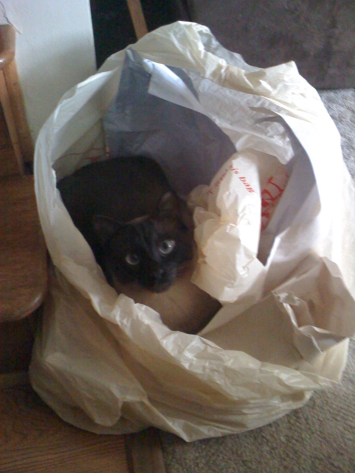 Squashed Face Kitten