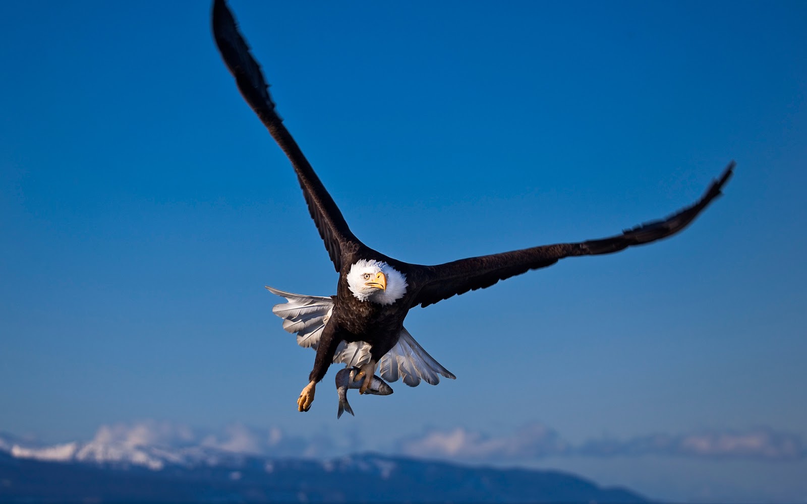 Latest Big Birds Wallpapers - Entertainment Only