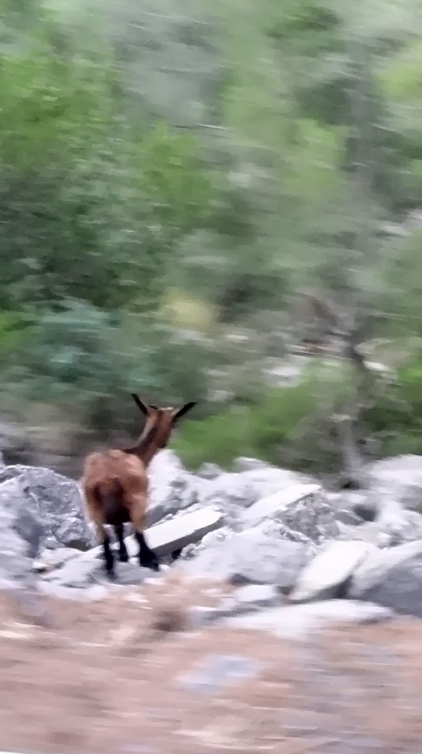 wild goat