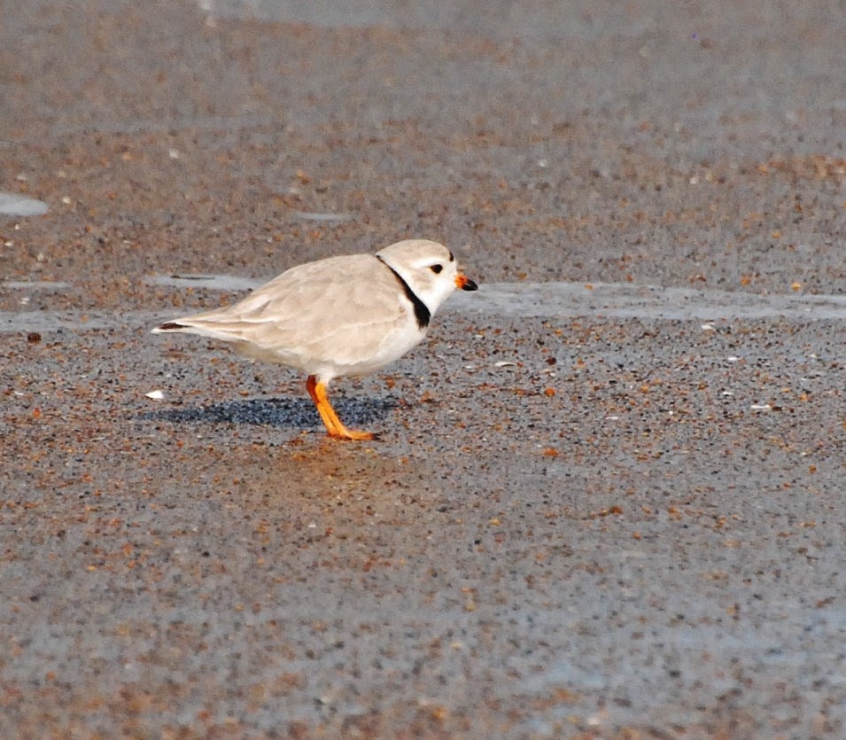 Birding Is Fun! Piping Plovers at Maine's Reid State Park