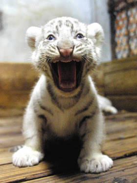 Baby+white+tiger