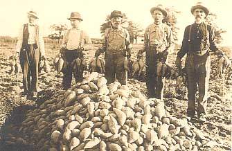 sweet potatoes 1830 carolina pile harvested timers nice old
