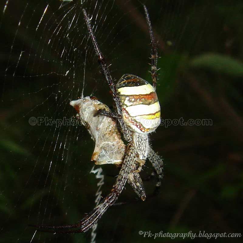 Spiders With Prey Nature, Cultural, and Travel Photography Blog