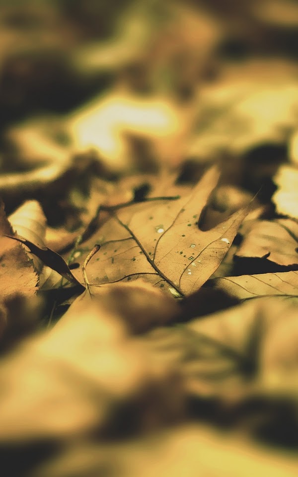 Autumn Leaves Macro  Android Best Wallpaper